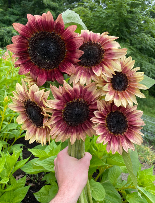 Pro Cut Plum Sunflower Pro Cut Plum Sunflower