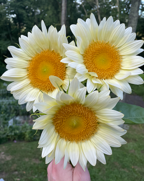 Pro Cut White Lite Sunflower