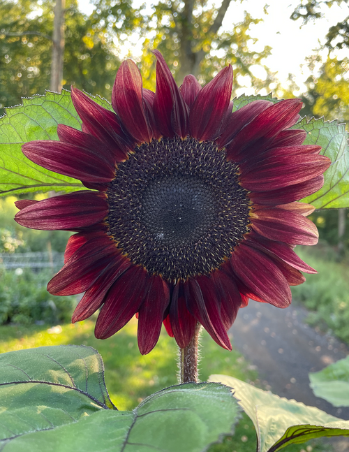 Pro Cut Red Sunflowers Pro Cut Red Sunflowers