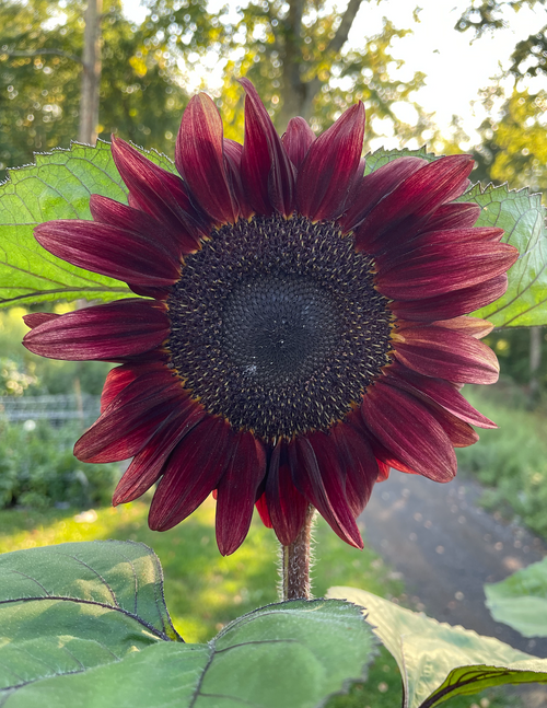 Pro Cut Red Sunflowers