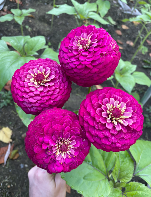 Oklahoma Carmine Zinnias