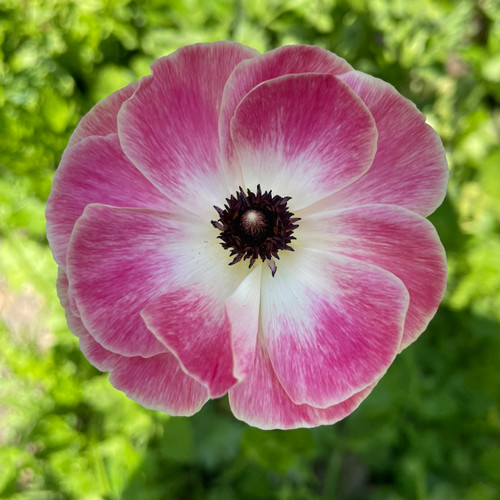 Picotee Pink Ranunculus Picotee Pink Ranunculus