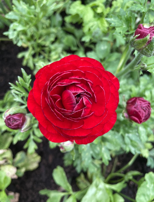 Red Ranunculus