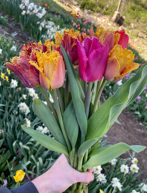 Fringed Tulip Mix