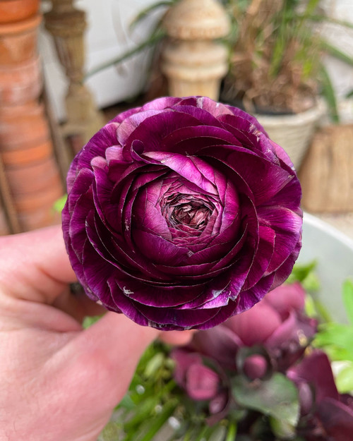 Purple Ranunculus