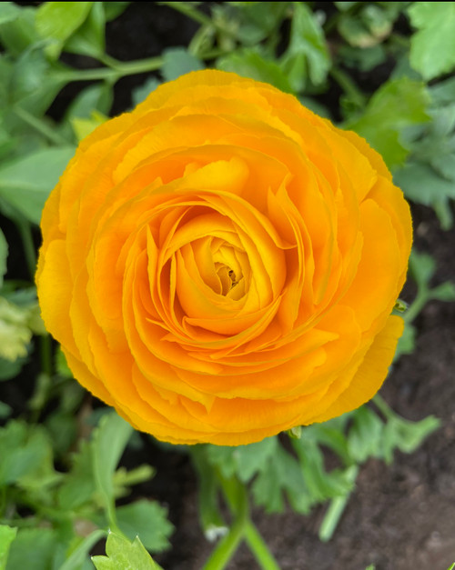 Gold Ranunculus