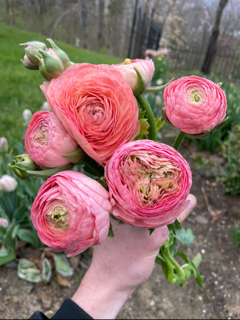 Rose Ranunculus