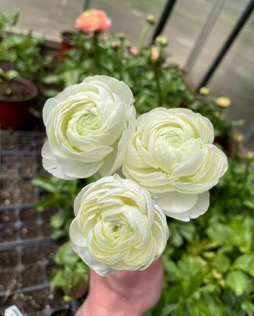 White Ranunculus