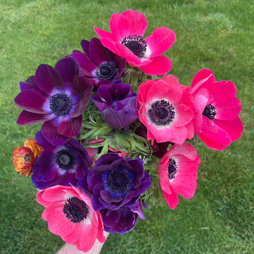 Mixed Anemones