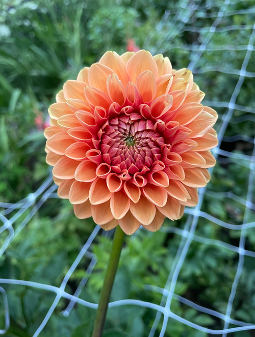Sylvia Maarn