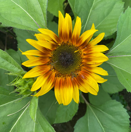 Joker Sunflower Joker Sunflower