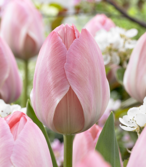 Mystic Van Eijk Mystic Van Eijk