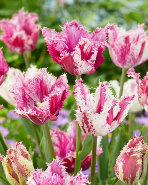 Fringed 'Purple Circus' Fringed 'Purple Circus'