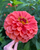 Benary's Giant Salmon Rose Zinnia