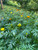 Giant Marigolds