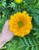 Giant Marigolds