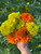 Giant Marigolds