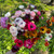 Mixed Ranunculus