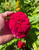 Cockscomb Celosia Mix