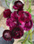 Purple Ranunculus