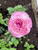 Picotee Ranunculus Mix