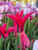 Tulipa Green 'Doll's Minuet'