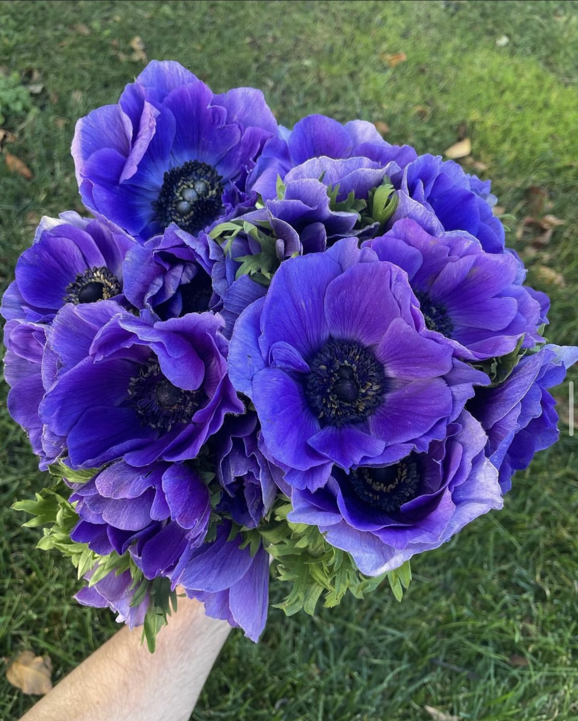 How to Grow Anemones From Dirt to Flowers