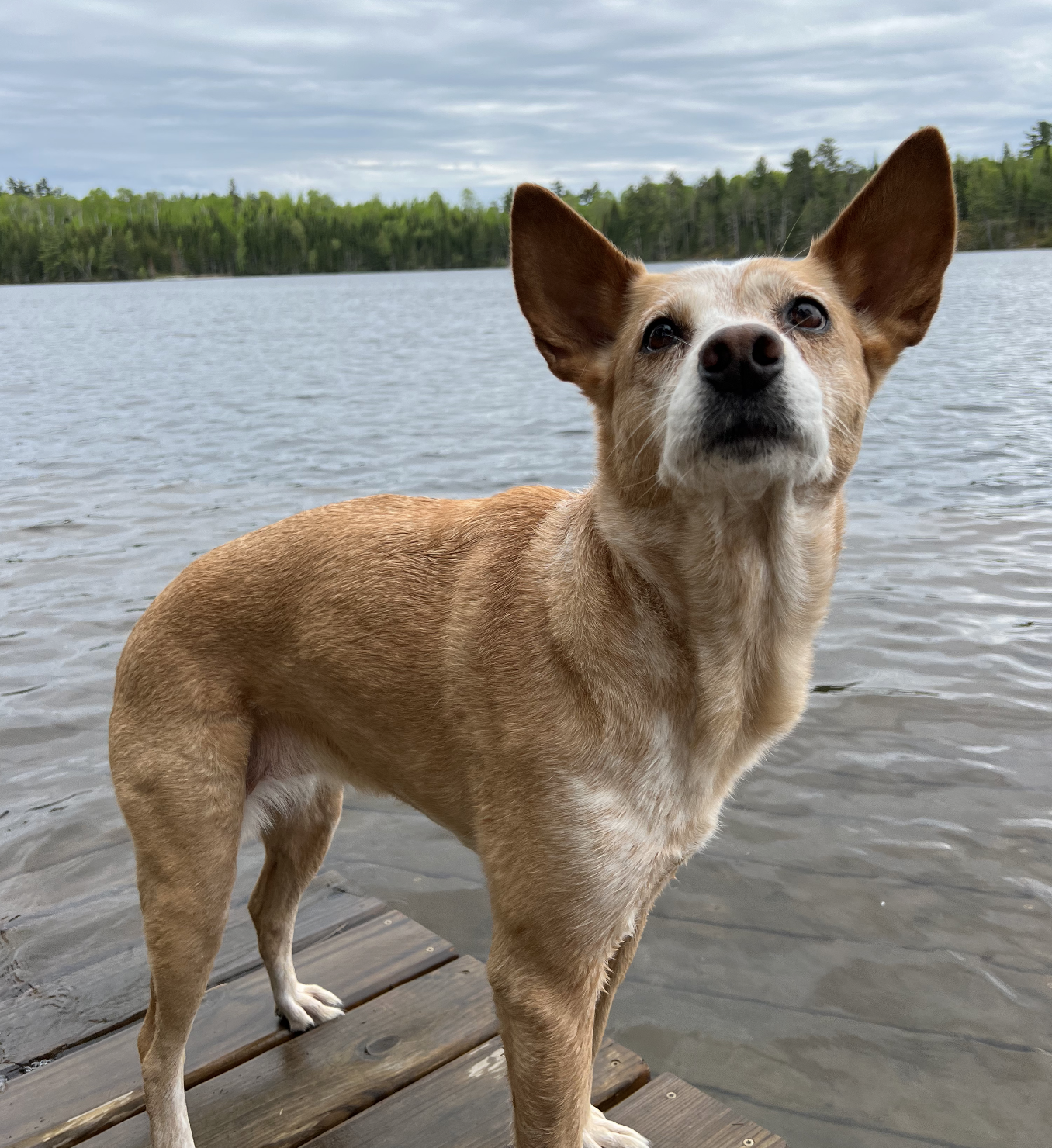 Hazel, a red heeler, standing on a dock