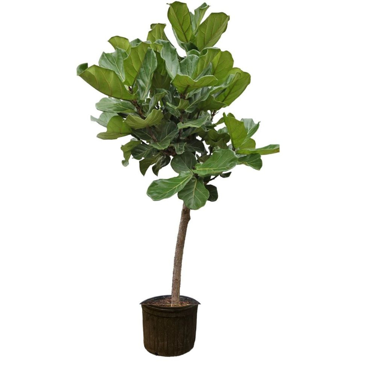 FICUS LYRATA 14"