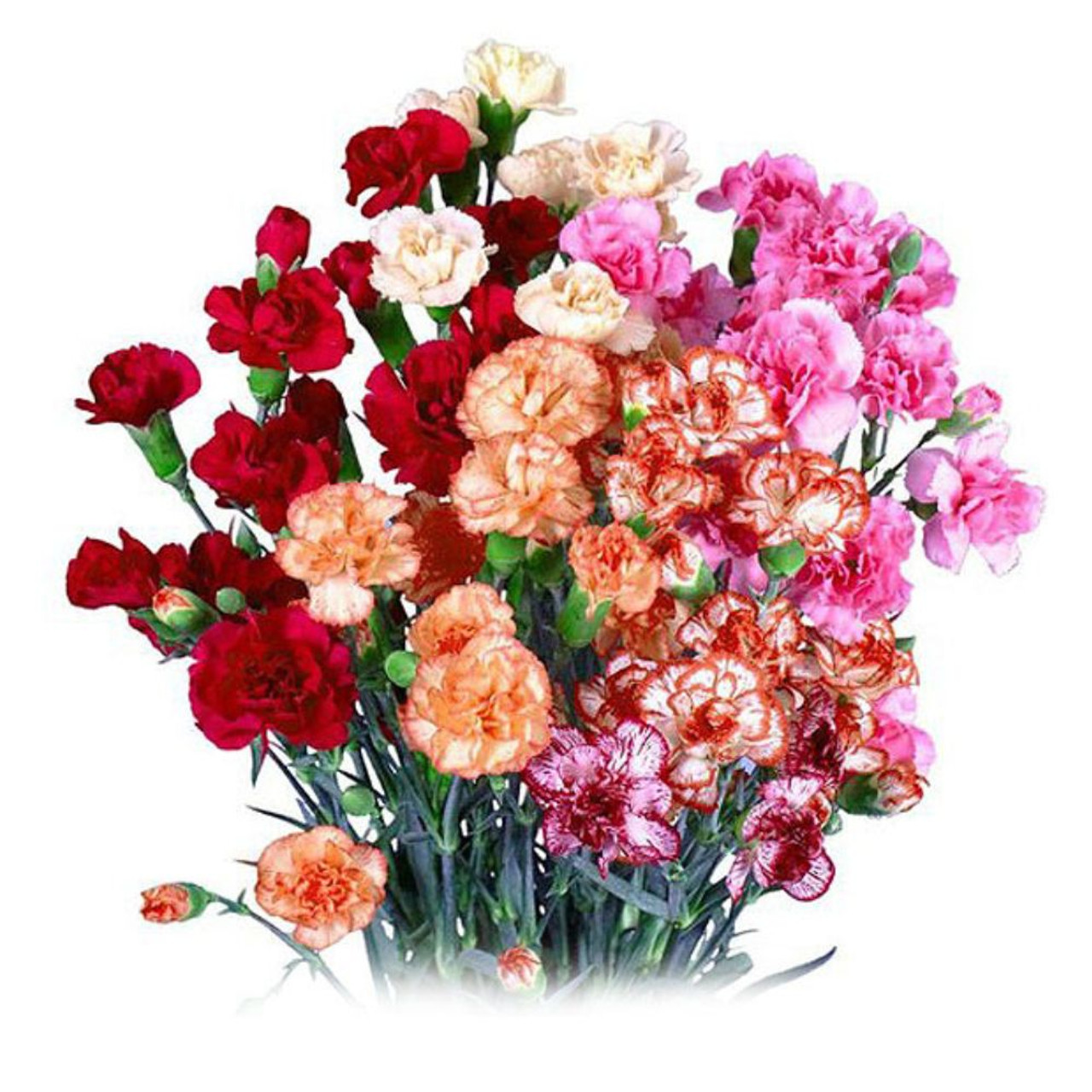 Mini Flower Bouquet With Roses And Carnation Stock Photo, Picture