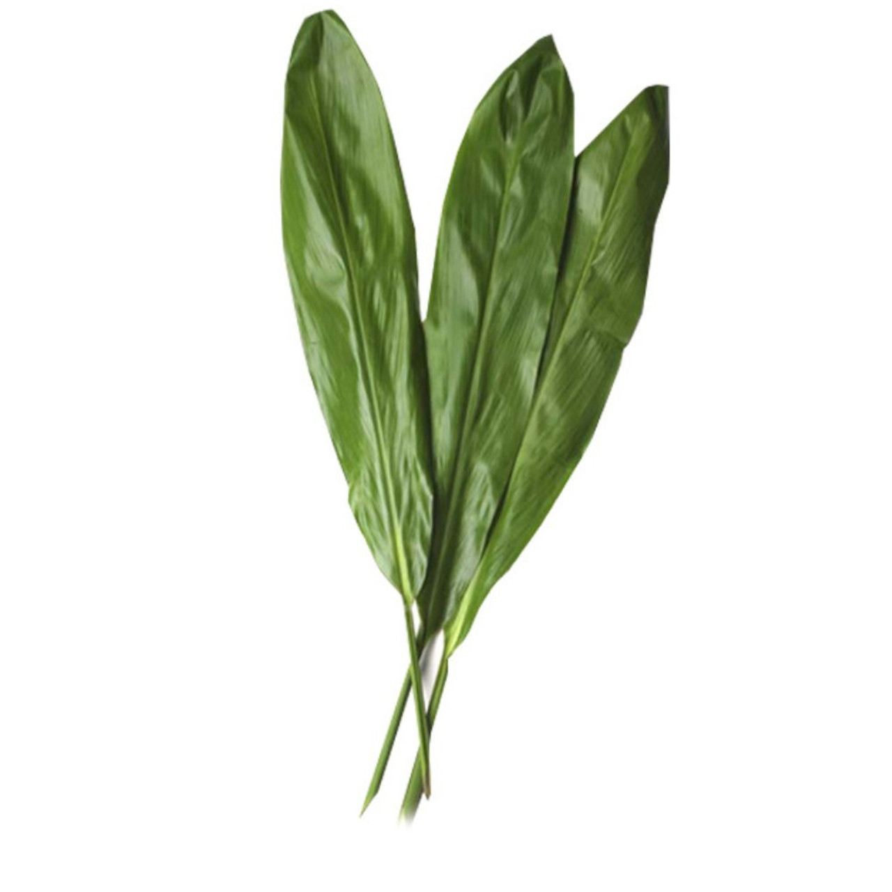 TI LEAF BU