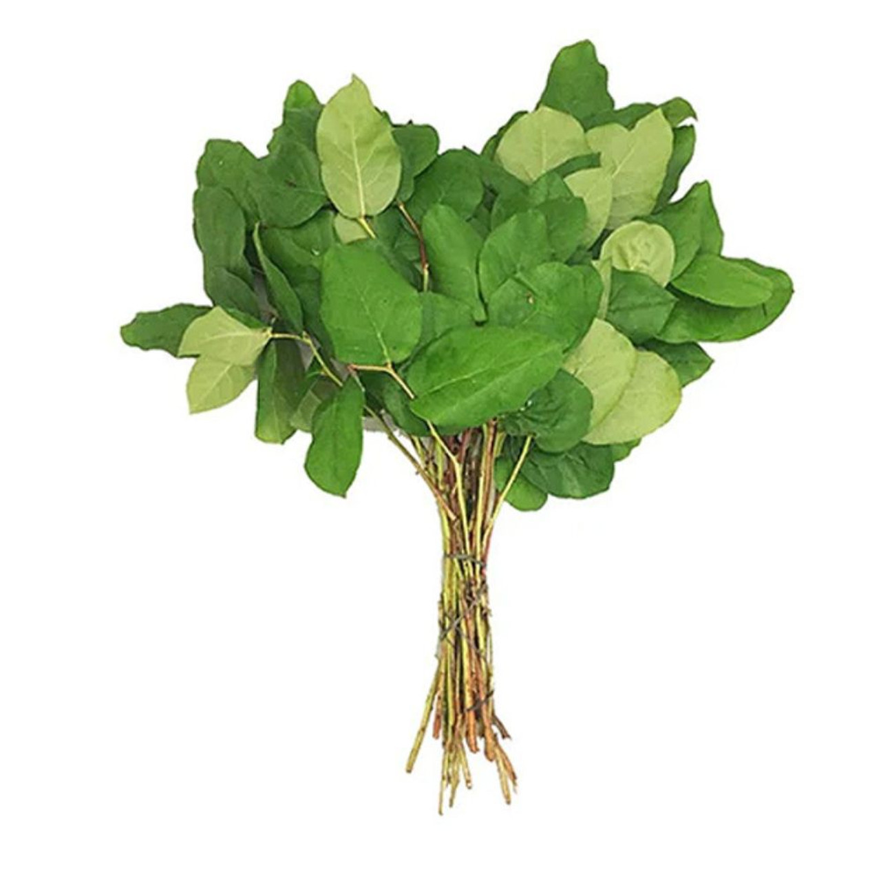 SALAL BU