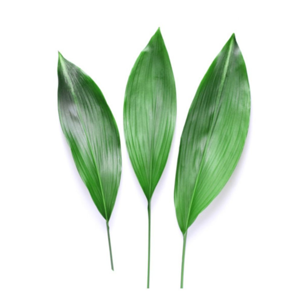 ASPIDISTRA BU