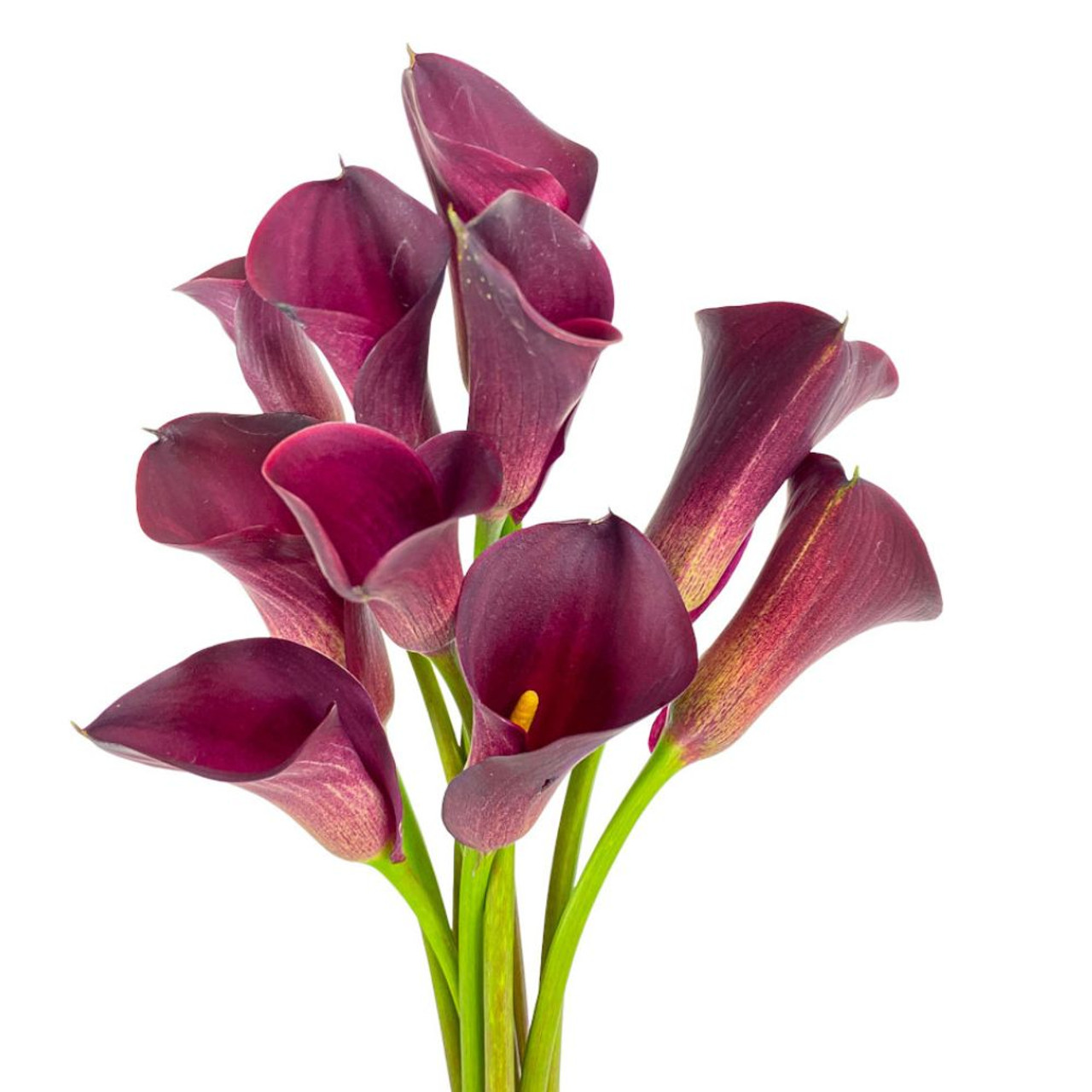 CALLA MINI 10 STEM BUNCH.