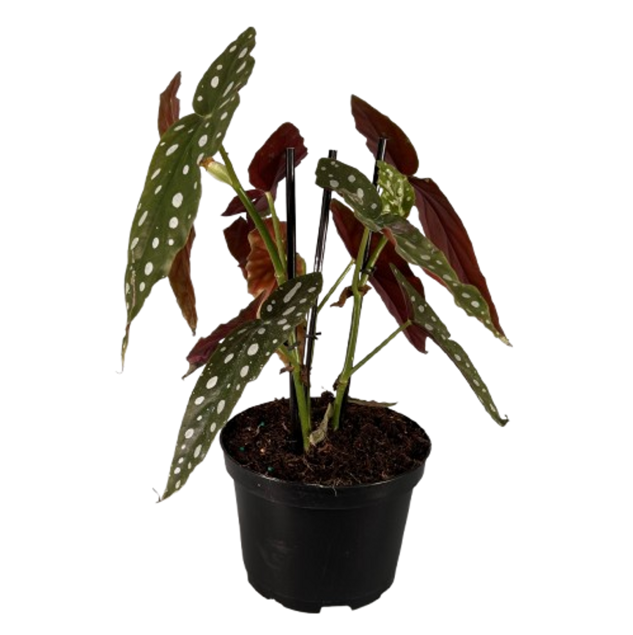 BEGONIA RIEGER  6"