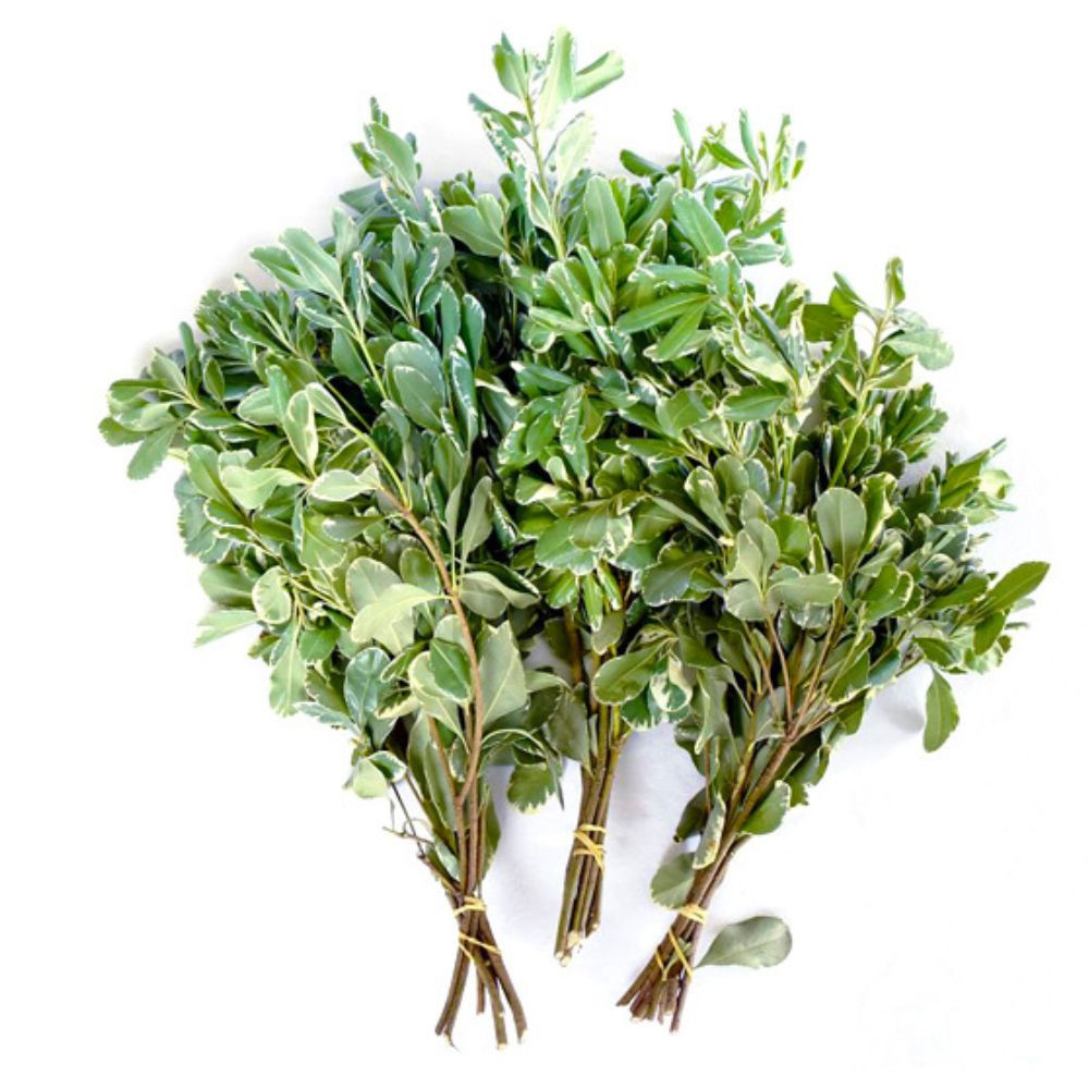 VARIEGATED PITTOSPORUM Field of Flowers