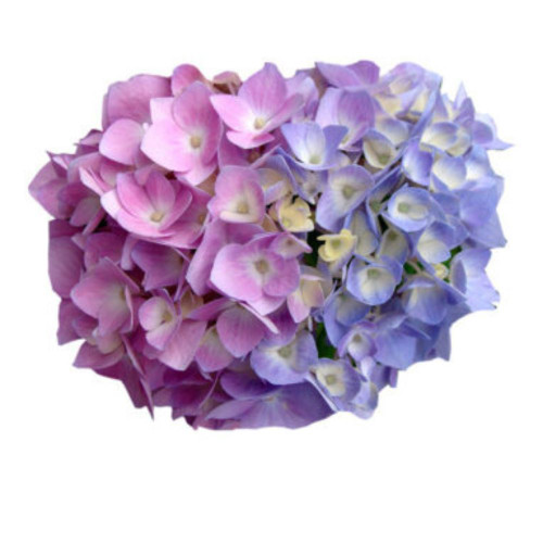 Hydrangea Pink/Lavender Large Stem