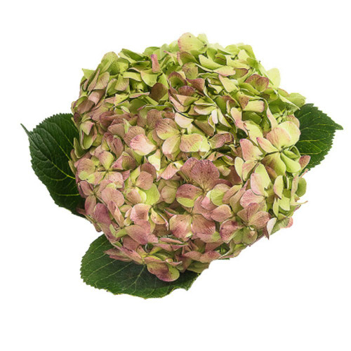 Hydrangea Antique 