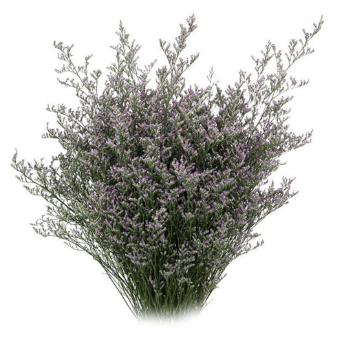 Caspia/Limonium bu