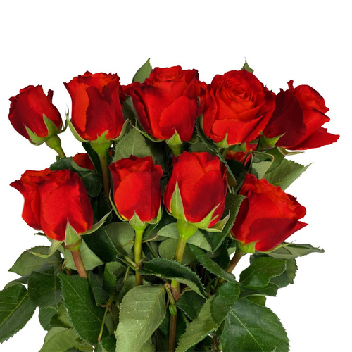 RED ROSE 40/CM 24 STM