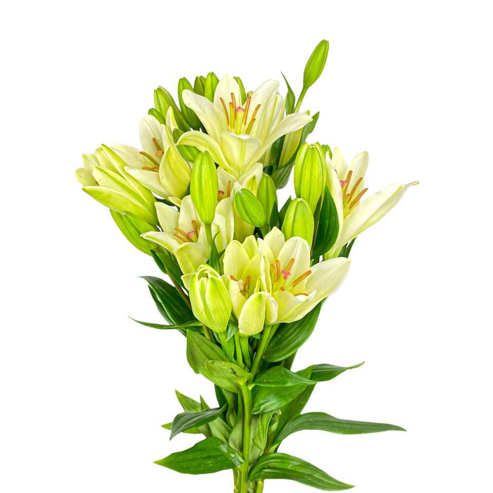 Central Market White Oriental Lilies With Greens, 3-Stem, Bunch