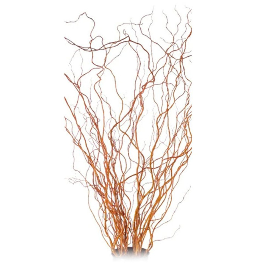 Curly Willow Branches for Arrangements - Long Stem Natural