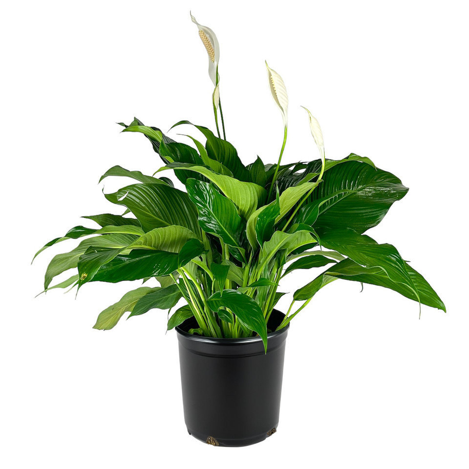 Plant Gifts Davie Gift A Plant Boca Raton Online Flower Delivery
