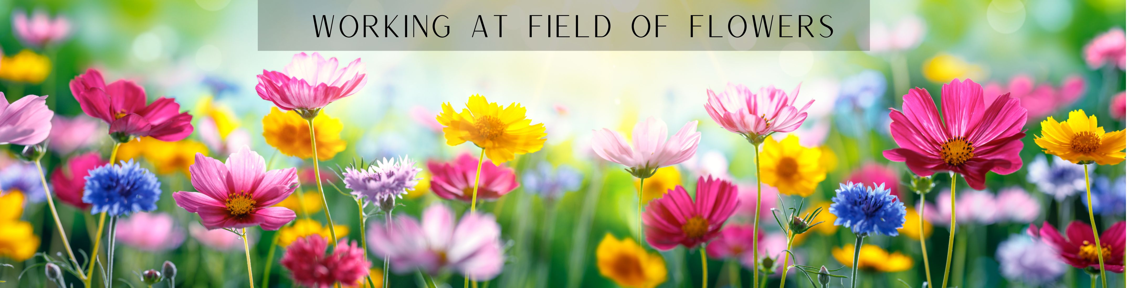 field-of-flowers.jpg