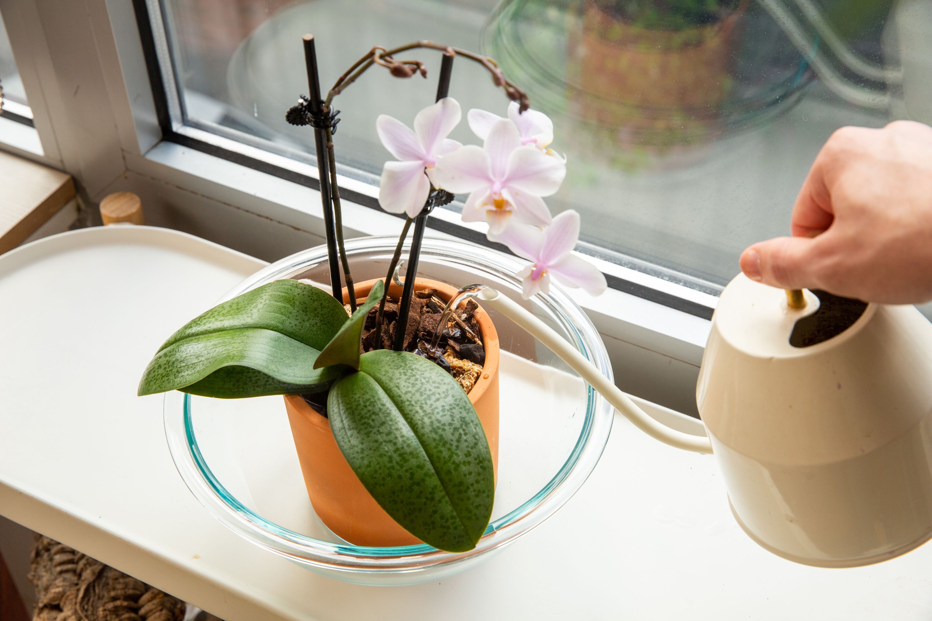 How Do I Water My Orchid plant? Field of Flowers