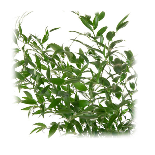 ITALIAN RUSCUS BU. - Field of Flowers