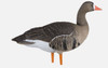 Avian X Specklebelly Geese – AXF Flocked Fusion - 810280090192