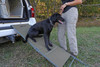 Avery Dog Ramps -