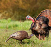 Higdon Hard Body Feeder Hen Turkey Decoy - 710617631220