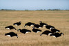 Pro-Grade Silhouette Decoys Black & White - 77001 - 700905770014